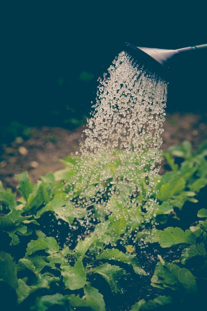 pexels-photo-95215-95215 Watering can pouring water over green leafy plants in a garden.